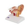 3B Scientific 3B Smart Anatomy E12 Ear Model, Table Size,