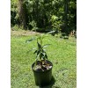 Tree Haden Mango Grafted Tree 2-4 Ft Tall. Ship To
