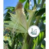 KSGARDEN 10GR = 30+ PCS WAXY CORN WHITE EXTRA STICK