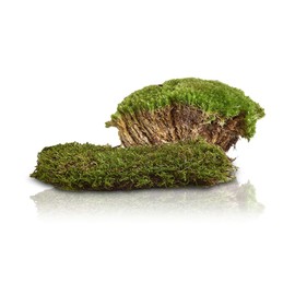 Swell Reptiles Live Green Moss for Vivarium and Terrarium Enclosure Decor (Moss Cushion) 1 pack