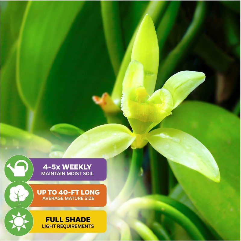 Vanilla Bean Orchid Live Plant (2-Pack) - Vanilla planifolia by