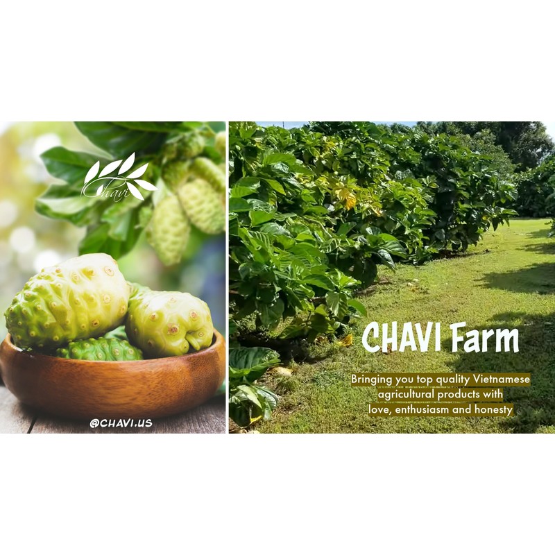 CHAVI Noni Tea (Noni, Pack of 1) | 20 Tea