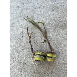 Sugarcane 2pcs Sugarcane Cutting Tropical Live Plant Ready To Plant