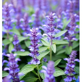 Hyssop (Hyssopus officinalis) Herb Seeds, Strong, Aromatic Scent, Pollinator Magnet, Compact and Hardy, Versatile Culinary Herb, Seeds by MySeeds.Co, You Choose The Amount (0.5 oz)