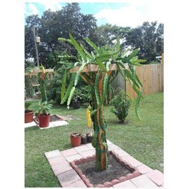 California Sky Spectrum 18" Dragon Fruit Cactus Plant W/Pot Hylocereus Undatus Pitaya SELF Pollinating