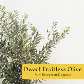 1 Dwarf Fruitless Olive Tree | Live Sapling in 2.5-inch Nursery Cube | Olea europaea 'Montra' Variety | Drought-Tolerant Evergreen | Easy-Care, Small Compact Shrub for Home and Garden Landscaping