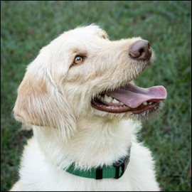 Country Brook Petz - Everyday Nylon Dog Collar for Large, Medium, and Small Dogs and Puppies - for Everyday Use in 15+ Cool Colors (Medium, 3/4 Inch, Christmas Green)