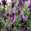 French Lavender Seeds (Lavandula stoechas) Packet of 20 Seeds