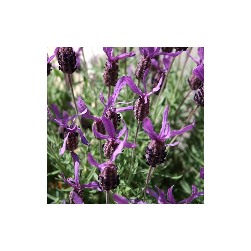 French Lavender Seeds (Lavandula stoechas) Packet of 20 Seeds