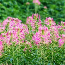Outsidepride 2000 Seeds Annual Pink Cleome Spider Flower Seeds for Planting