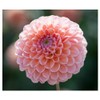 Linda's Baby Dahlia - 5 Gallon Size Bare Root Tuber