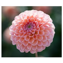 Linda's Baby Dahlia - 5 Gallon Size Bare Root Tuber