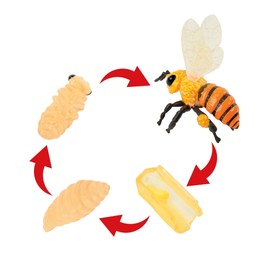 TimeTEX - Life Cycle "Honey Bee" | Detailed Development Stages for Playful Learning | Contents: 4 Models; Egg, Roundmade, Doll, Bee, with Digital Exercises; For Children from 4 Years