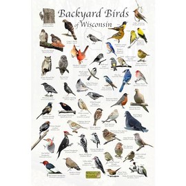 Where's Wildlife Backyard Birds of Wisconsin Bird Identification Poster (8" x 12")