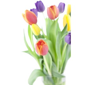30 Stem Dare to Impress Fresh Cut Tulips