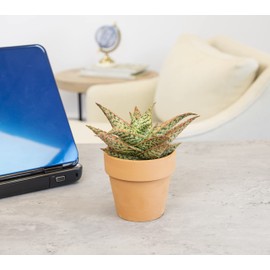 Live Aloe Plant Succulents, Star Aloe Plants Live in Clay Pots for Plants, Succulents Plants Live in Potting Soil, Potted Succulents Live Plants, Cactus Plants Live Succulent Plants by Plants for Pets