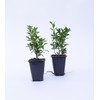 2 Green Velvet Boxwood’s, Buxus ‘Green Velvet’, Live Plants, 2.5”
