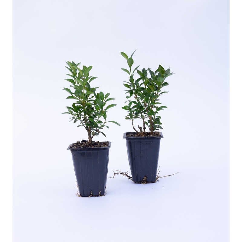 2 Green Velvet Boxwood’s, Buxus ‘Green Velvet’, Live Plants, 2.5”