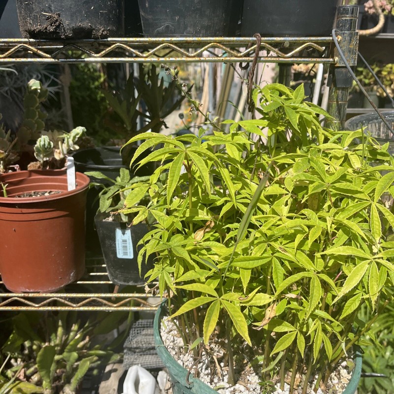 Tree Silk Floss Tree bottle kapok Cactus Ant Thorn Bonsai