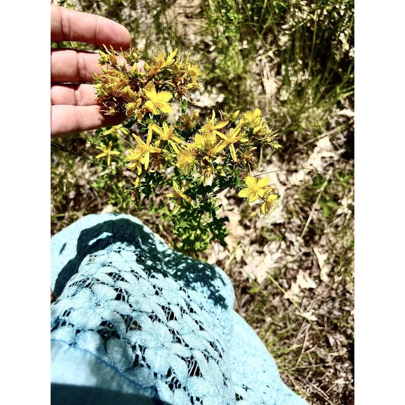 Tinctura Transforma Apothecary Monastery Healing Herbal tea , Old Formula