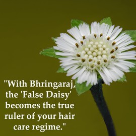 Bhringraj Powder (Eclipta Prostrata) by mi nature | False daisy| Natural and Pure Dry bhringraj leaves Powder | Hair care | Hair Pack | Improves Hair quality |Control Premature Grey Hair| 100g(4 oz)