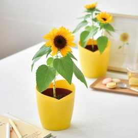 Seishin Pottery GD-1033 All Year Round Home Garden Cultivation Kit, Sunflower, Mini, Easy, Loose Growing, Flower Cultivation Set, Yellow (Free Research), Mother's Day, Birthday, Gift, Pot Diameter