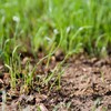 Rye Grass Annual Field Seed by Evergreen Farm and Garden