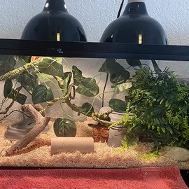 MUYG Reptile Terrarium Plants Decoration,Bearded Dragons Habitat Bendable Hanging Jungle Vines Decor Lizard Tank Artificial Leaves Plant Accessories for Lizards Snake Geckos Chameleon