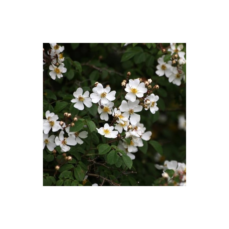 hand cream wild rose