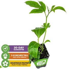 Bounty Passion Fruit Plant Vine – Passiflora by Wellspring Gardens – Sweet, Juicy Fruit – Fast-Growing & Vigorous – Great for Trellises, Fences & Containers (2-Pack)