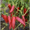 Fresh Guajillo Chile Pepper 10 Seeds