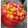 Rhiannons_garden_goodies Ditmarsher Micro Dwarf Tomato Seeds Organic 10 Count *Free