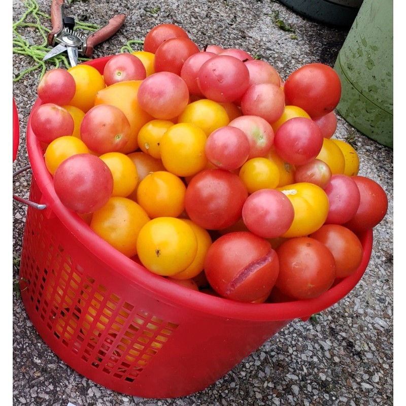 Rhiannons_garden_goodies Ditmarsher Micro Dwarf Tomato Seeds Organic 10 Count *Free