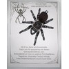 Brazilian White Knee Tarantula Spider Iron on Patch