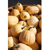 TomorrowSeeds - Dickinson Pumpkin Seeds - 20+ Count Packet -