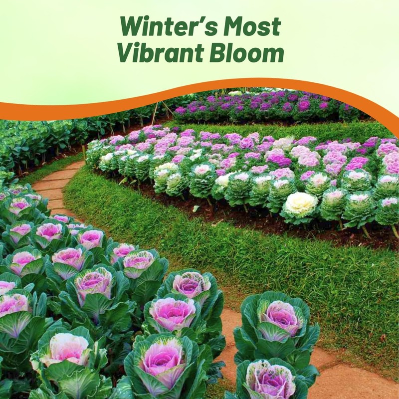 Outsidepride Ornamental Kale Seeds - 2000 Pcs. Annual, Easy to