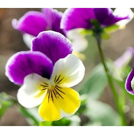 100 Viola Johnny Jump-Up Flower Seeds, Heartsease, Purple-Yellow, Blooms Heavily, Self-Seeding Biennial, Beautiful, Decorative, Viola x williamsiana, from USA