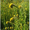 Fiddleneck seeds (Amsinckia tessellata) -25 seeds-  Desert Wildflower