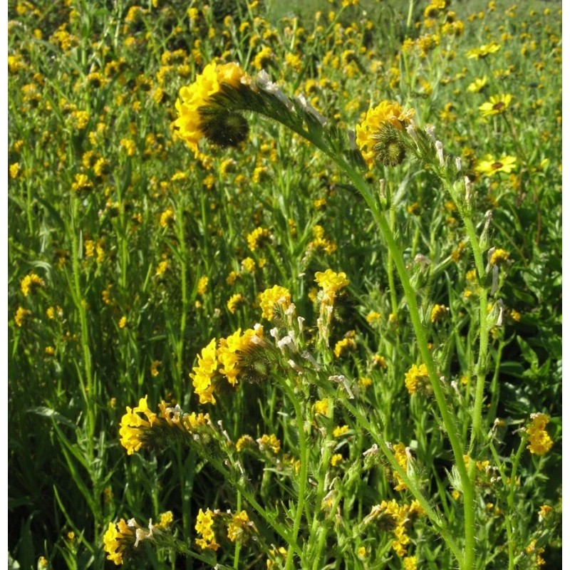 Fiddleneck seeds (Amsinckia tessellata) -25 seeds-  Desert Wildflower