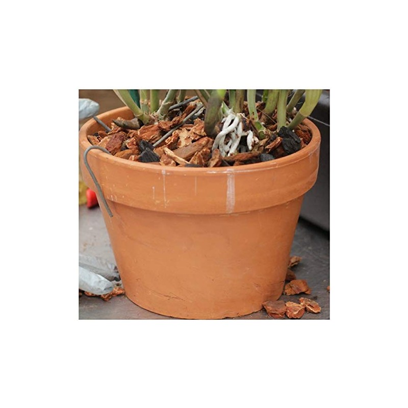 Orchid Nerd Galvanized Rhizome Clip for Clay Pot Variety 30