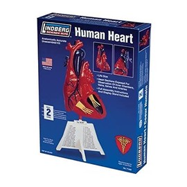 Lindberg Human Heart