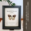 COZENTA Specimen Box Seara Case Butterfly Small Wooden (Brown Outer