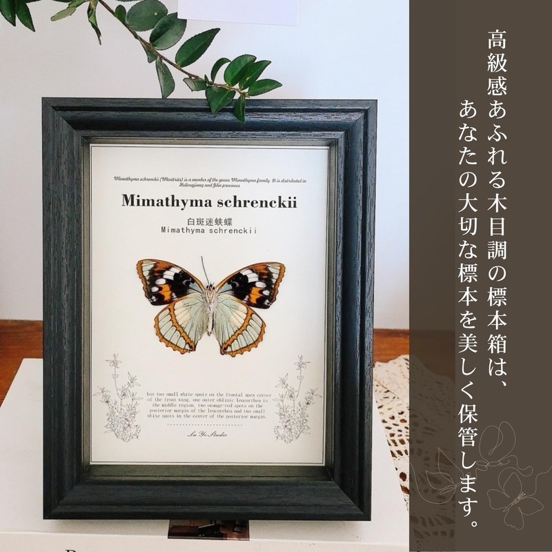 COZENTA Specimen Box Seara Case Butterfly Small Wooden (Brown Outer
