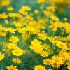 Outsidepride Dahlberg Daisy Seeds for Planting – 10000 Pcs Annual,