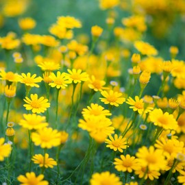 Outsidepride Dahlberg Daisy Seeds for Planting – 10000 Pcs Annual, Self-Seeding, Drought-Tolerant Ground Cover Seeds with Golden Yellow Flowers for Low Maintenance Landscapes & Pollinator Gardens