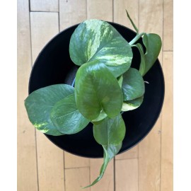 Plants & Gardens DIY Pothos Plant Kit – 2-Gallon Planter, Coco Coir Soil, Easy Indoor Houseplant