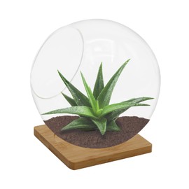 Plant Terrarium Display Glass with Bamboo mat, Tabletop Succulent Air Plant Planter Globe, Mini Terrarium Garden, Round Beveled Glass vase, Micro Landscape eco vase,for Succulents, Air Plants, Moss