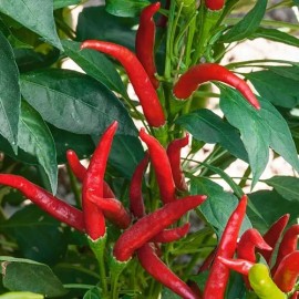 25 Semillas Exóticas De Chile Picante Thai Para Tu Huerto                                                                                             