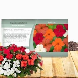 Outsidepride Imara XDR Hot Mix Impatiens Flower Seeds - 75 Pcs Annual, Compact & Pollinator Friendly, Impatiens Seeds for Planting w/Vibrant, Abundant Blooms for Shade Gardens & Container Displays