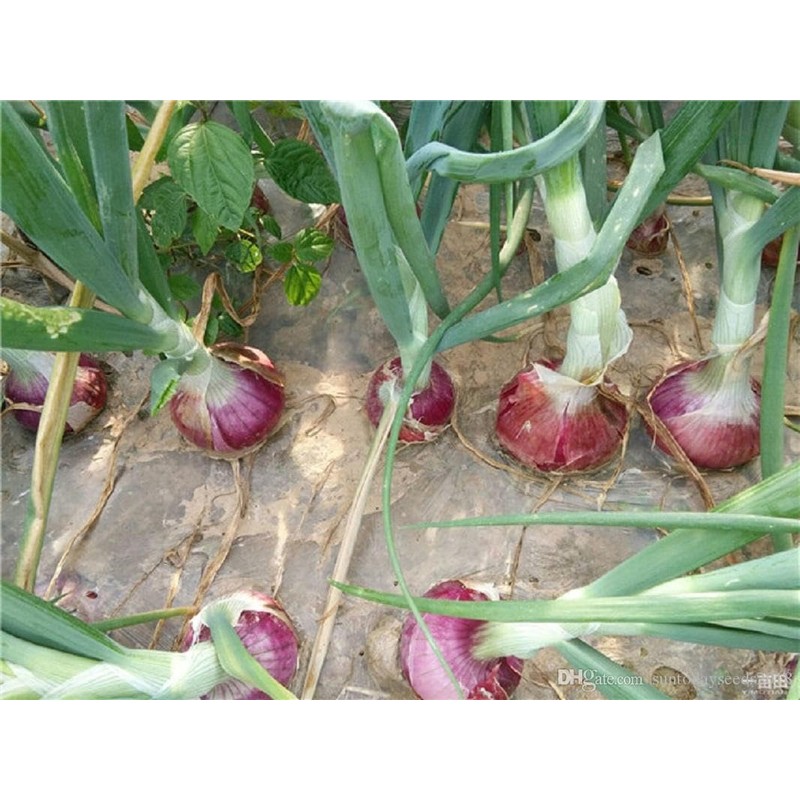 TomorrowSeeds - Ruby Red Onion Seeds - 1000+ Count -